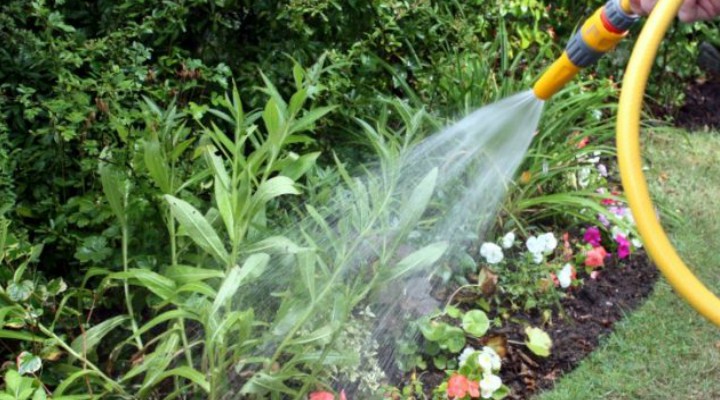 Cluj. Probleme cu apa. CJ: „Dacă udați grădinile, alții vor rămâne fără apă de băut și spălat! În această perioadă, odată cu restricțiile de circulație și aplicarea ... 1