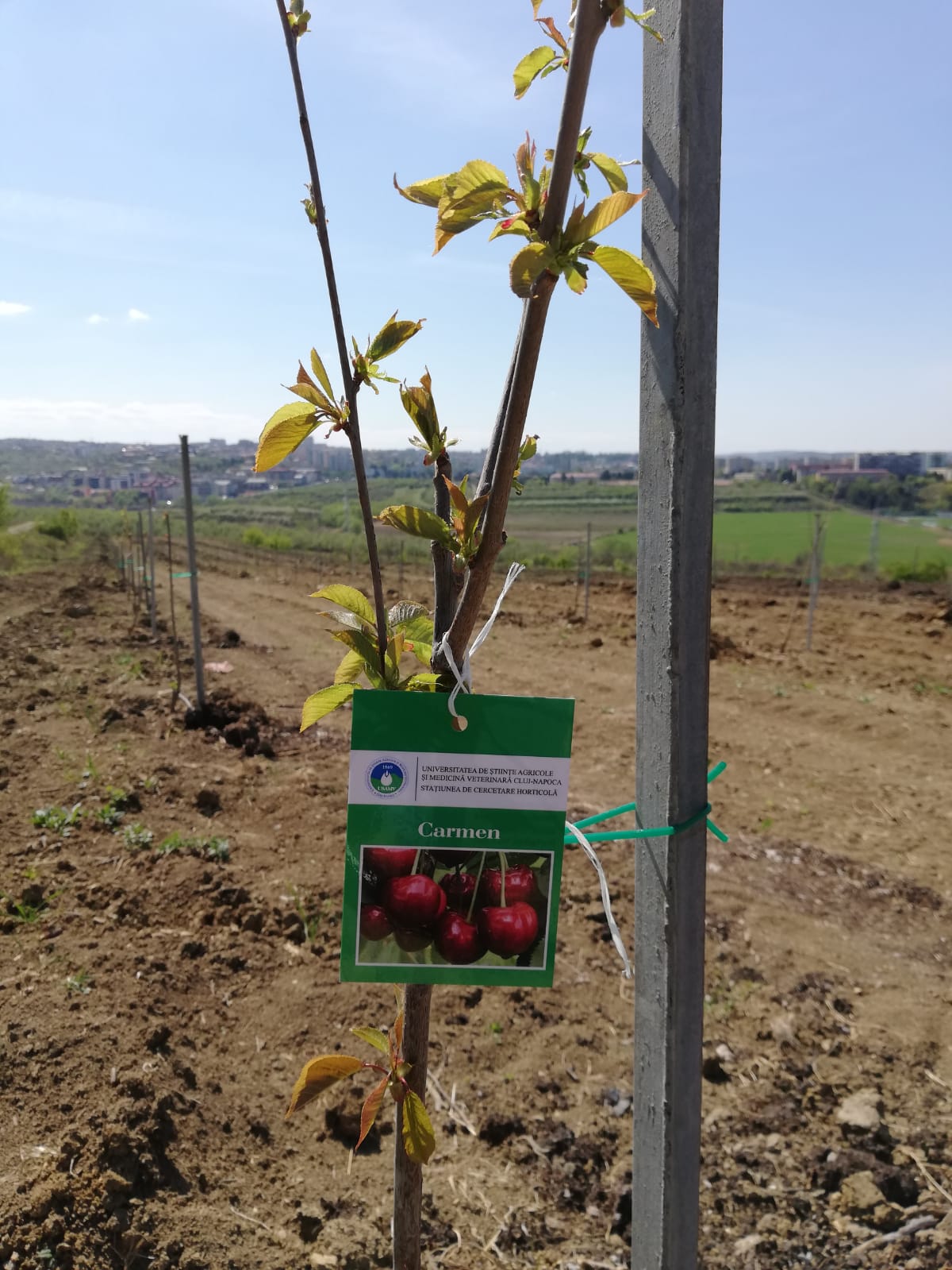 Cluj. După 24 de ani, plantație de cireși și pruni înființată pe 3,5 hectare, la Stațiunea de Cercetări Horticole din cadrul USAMV 2