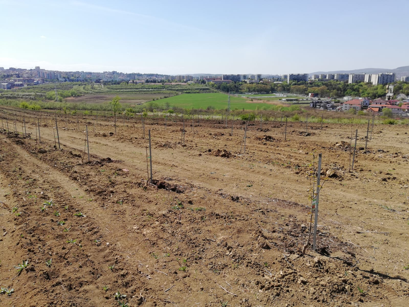 Cluj. După 24 de ani, plantație de cireși și pruni înființată pe 3,5 hectare, la Stațiunea de Cercetări Horticole din cadrul USAMV 1