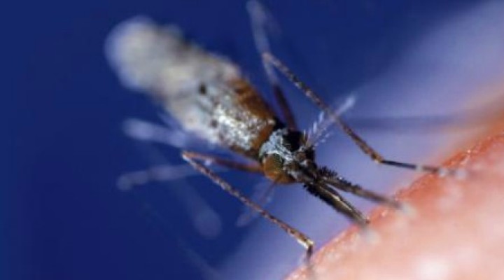 Aeroport Cluj, premieră în România: Proiect pilot de monitorizare a țânțarilor invazivi, care pot transmite patogeni exotici, derulat de USAMV Cluj-Napoca la Aeroportul Internațional ”Avram Iancu” Cluj 1
