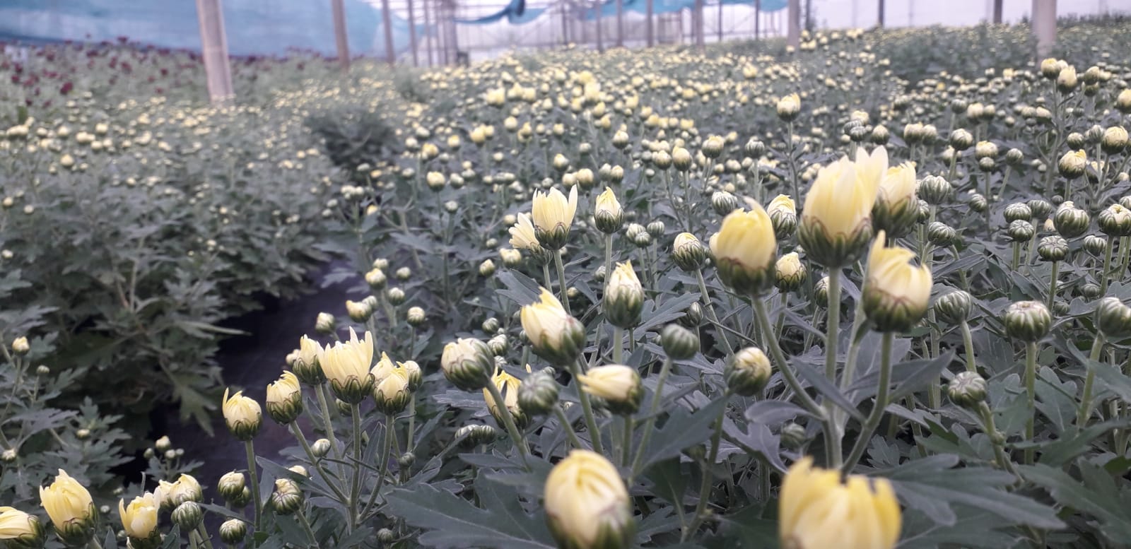 Cluj: USAMV pune în vânzare a peste 5.000 de crizanteme la ghiveci, produse în serele proprii 4