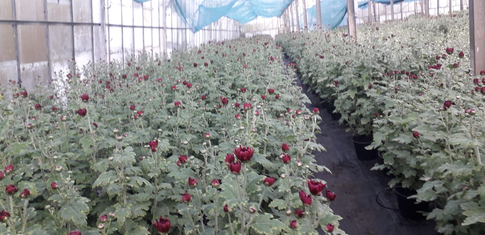 Cluj: USAMV pune în vânzare a peste 5.000 de crizanteme la ghiveci, produse în serele proprii 2