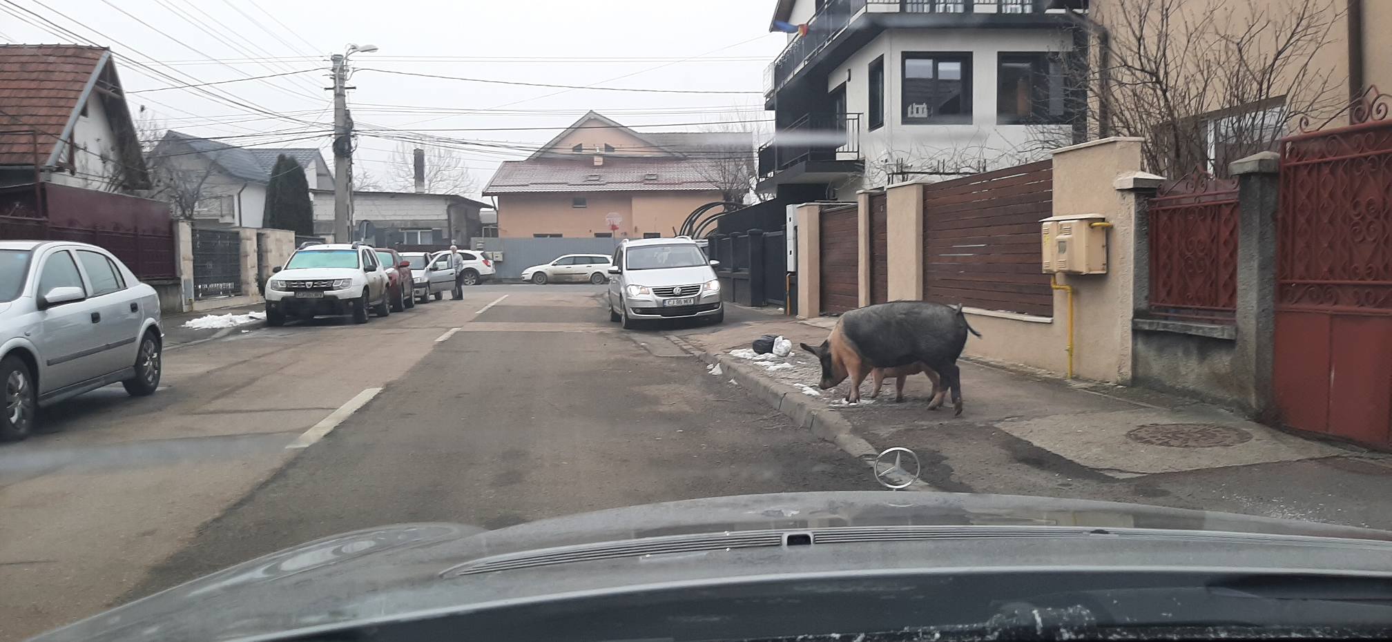 (Foto) Porci ieșiți la plimbare pe o stradă din Cluj Napoca 1