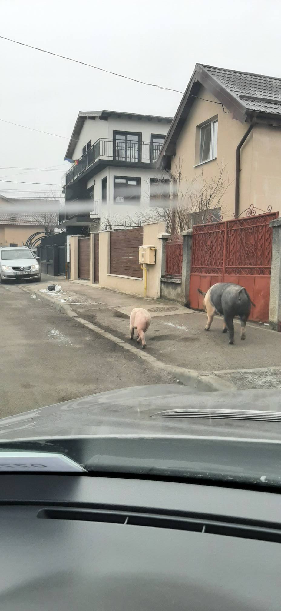(Foto) Porci ieșiți la plimbare pe o stradă din Cluj Napoca 2