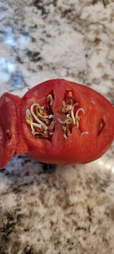 Roșii românești.”Ne omorâți cu zile ca să faceți bani. De unde aveți roșii coapte când afară plouă de rupe, frig a fost până de curând și soare mai deloc? Cu ce le stropiți?” 2