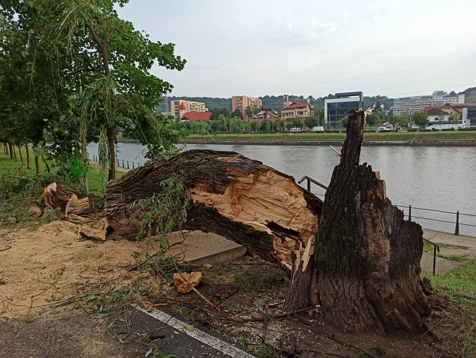 Foto Cluj. Urmările furtunii devastatoare de aseară. Ne-au ciuruit bine. Mașini și bănci distruse, copaci smulși din rădăcină . „De ce nu a primit nimeni alerta, ca vine vremea?” 6