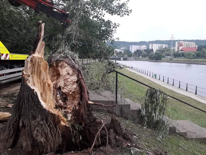 Foto Cluj. „Falnicii copaci din Parcul Central și umbroasele sălcii de pe malul Someșului nu au rezistat furtunii de la Cluj... ” 1