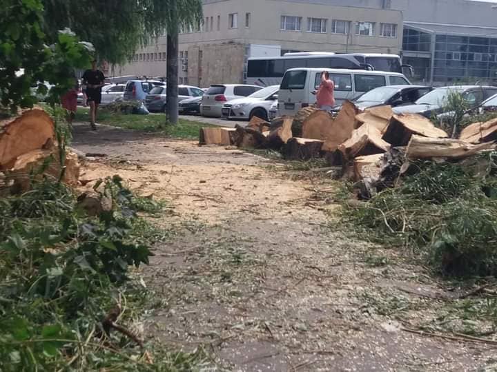 Foto Cluj. „Falnicii copaci din Parcul Central și umbroasele sălcii de pe malul Someșului nu au rezistat furtunii de la Cluj... ” 5