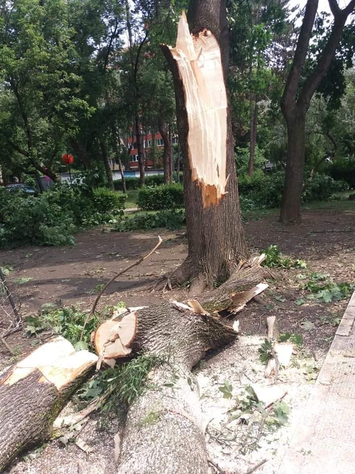 Foto Cluj. „Falnicii copaci din Parcul Central și umbroasele sălcii de pe malul Someșului nu au rezistat furtunii de la Cluj... ” 3