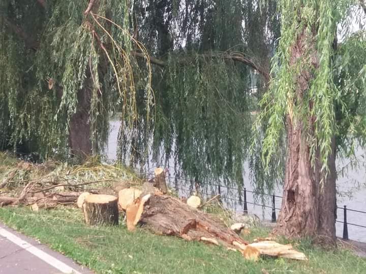 Foto Cluj. „Falnicii copaci din Parcul Central și umbroasele sălcii de pe malul Someșului nu au rezistat furtunii de la Cluj... ” 2