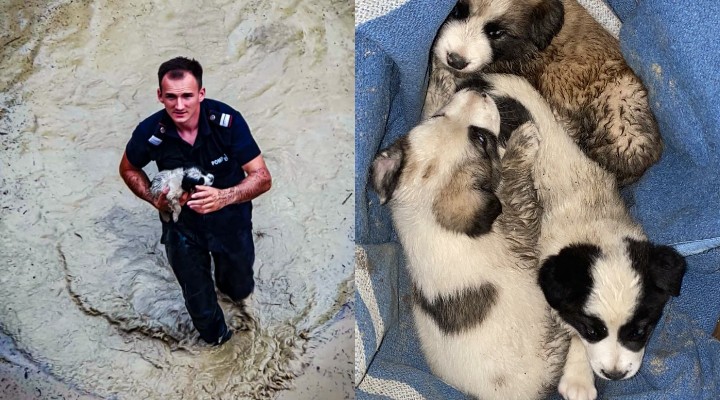„Nu lăsăm pe nimeni în urmă”. Trei cățeluși au fost salvați de un pompier din Câmpeni, după inundații 1