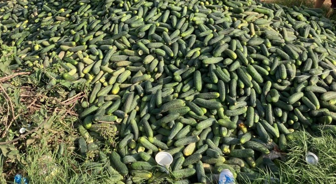 Drama agricultorului român. „La Cluj cumpărătorii vor roșii cu țâță, și-mi vine să iau foc” 1