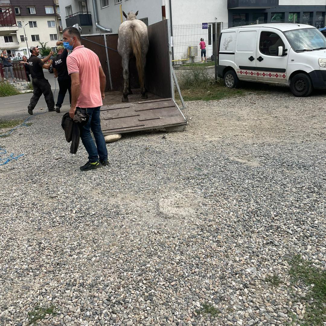 (Foto) Cluj: Azi au fost ridicați primii cai nesupravegheați din Florești 2