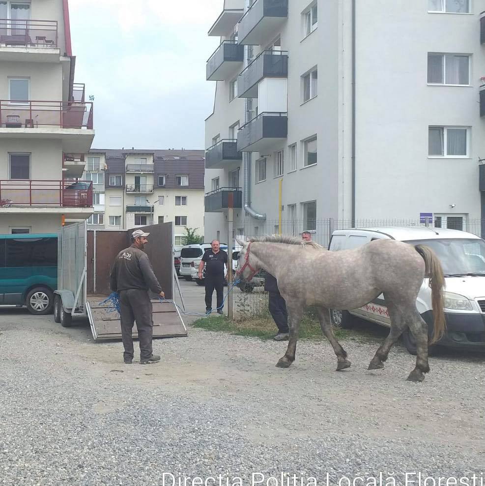 (Foto) Cluj: Azi au fost ridicați primii cai nesupravegheați din Florești 3