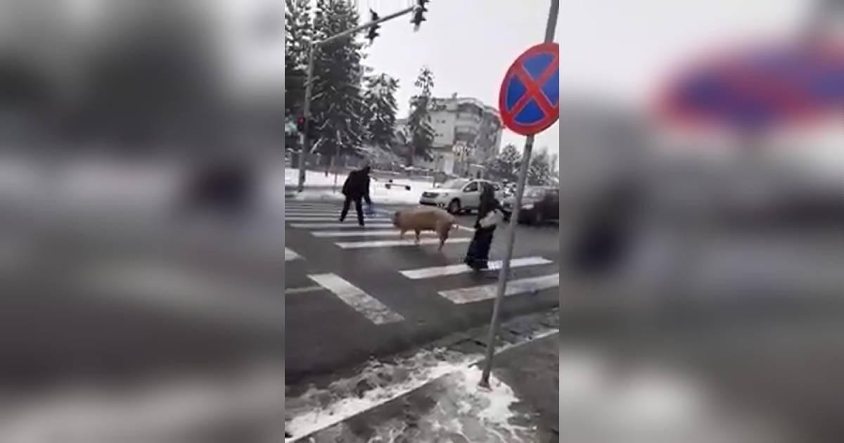 Cluj: Porc filmat pe trecerea de pietoni, în centrul oraşului Huedin 1
