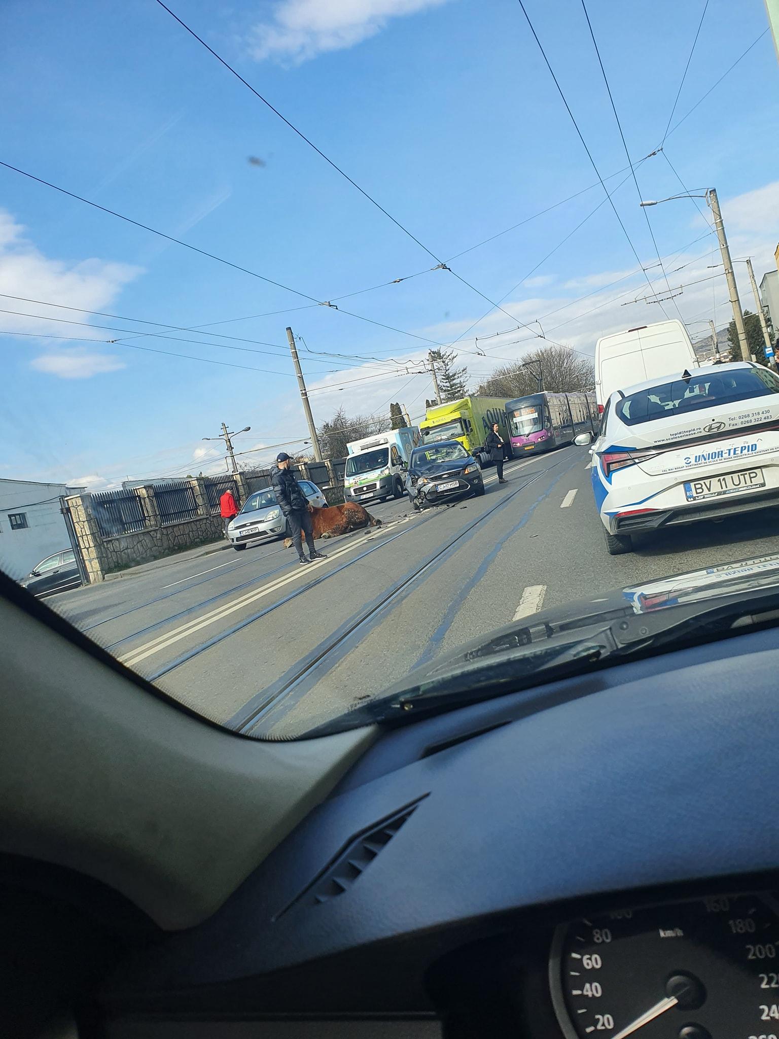 (Foto) Cluj: Cal lovit de o mașină pe Bulevardul Muncii 2