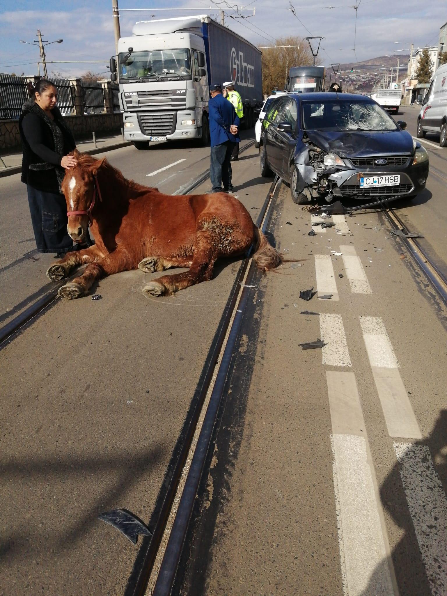 (Foto) Cluj: Cal lovit de o mașină pe Bulevardul Muncii 1