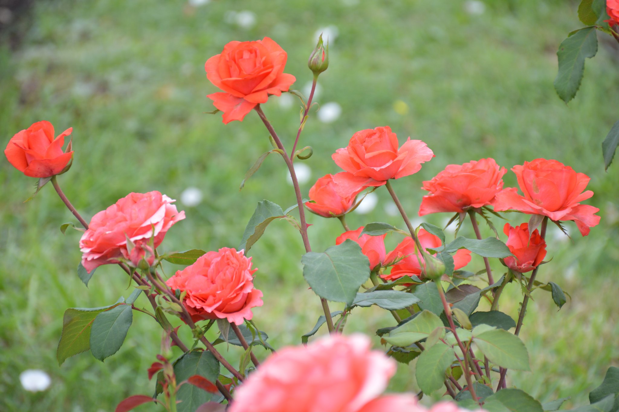 USAMV vă invită la ”Parfum de Cluj”, eveniment dedicat iubitorilor de trandafiri 3