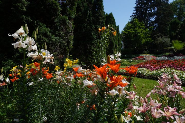 Record de vizitatori la Grădina Botanică din Cluj. Peste 125.000 de persoane, în prima jumătate a anului 3