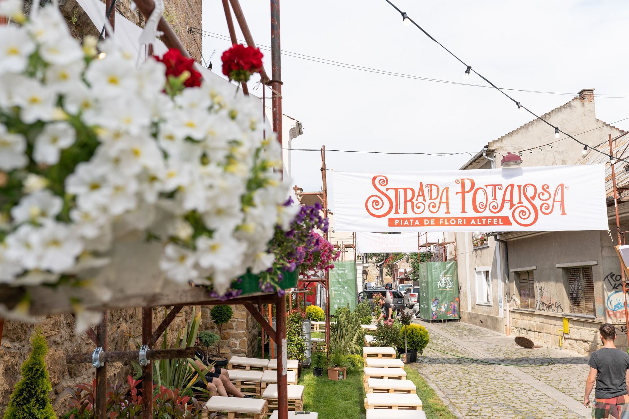 Strada Potaissa din Cluj Napoca redevine piața de flori 1