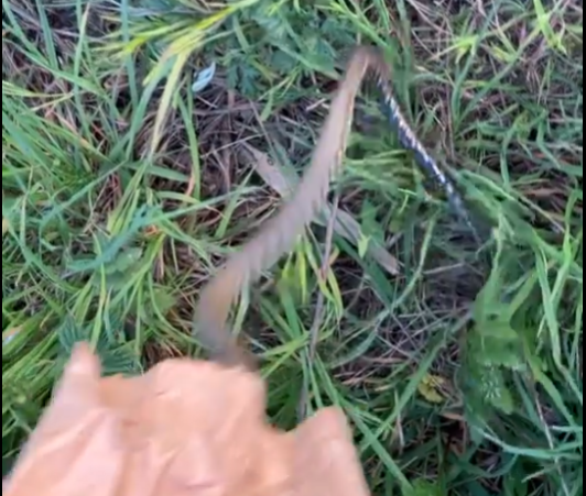 (Video) Un șarpe a fost prins în Cluj Napoca și eliberat în natură 1