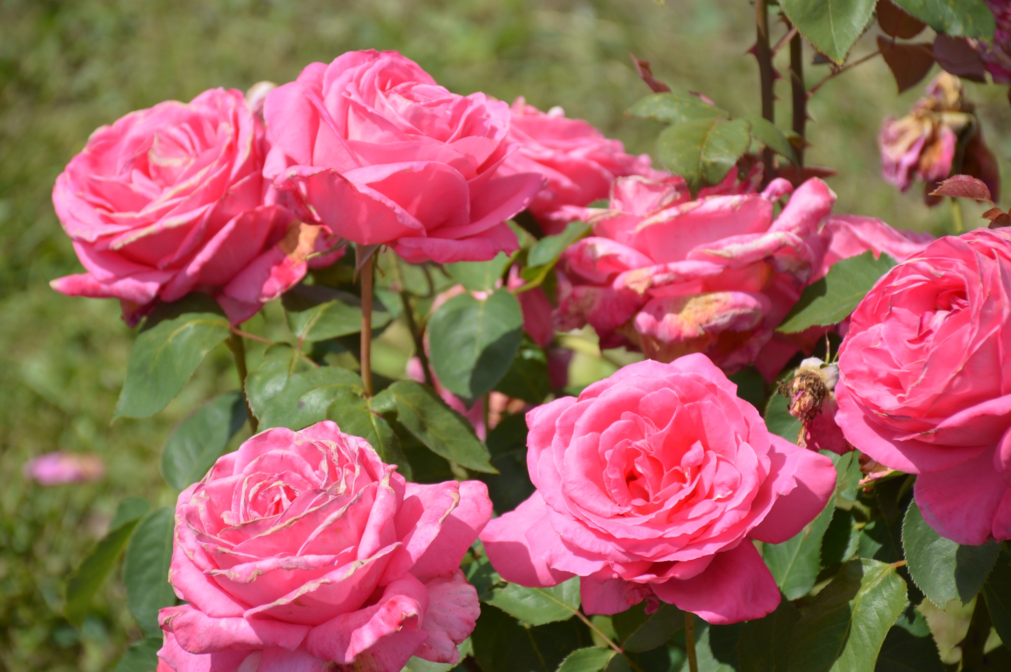 „Parfum de Cluj”, evenimentul anual în care poți vizita colecția de peste 300 de soiuri de trandafiri, are loc sâmbătă 2