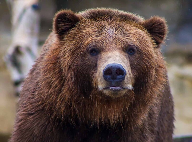 Doi vânători au fost sfâșiați de un urs în Bistrița-Năsăud. Unul dintre vânătorii atacaţi de urs, supus unei operaţii 1