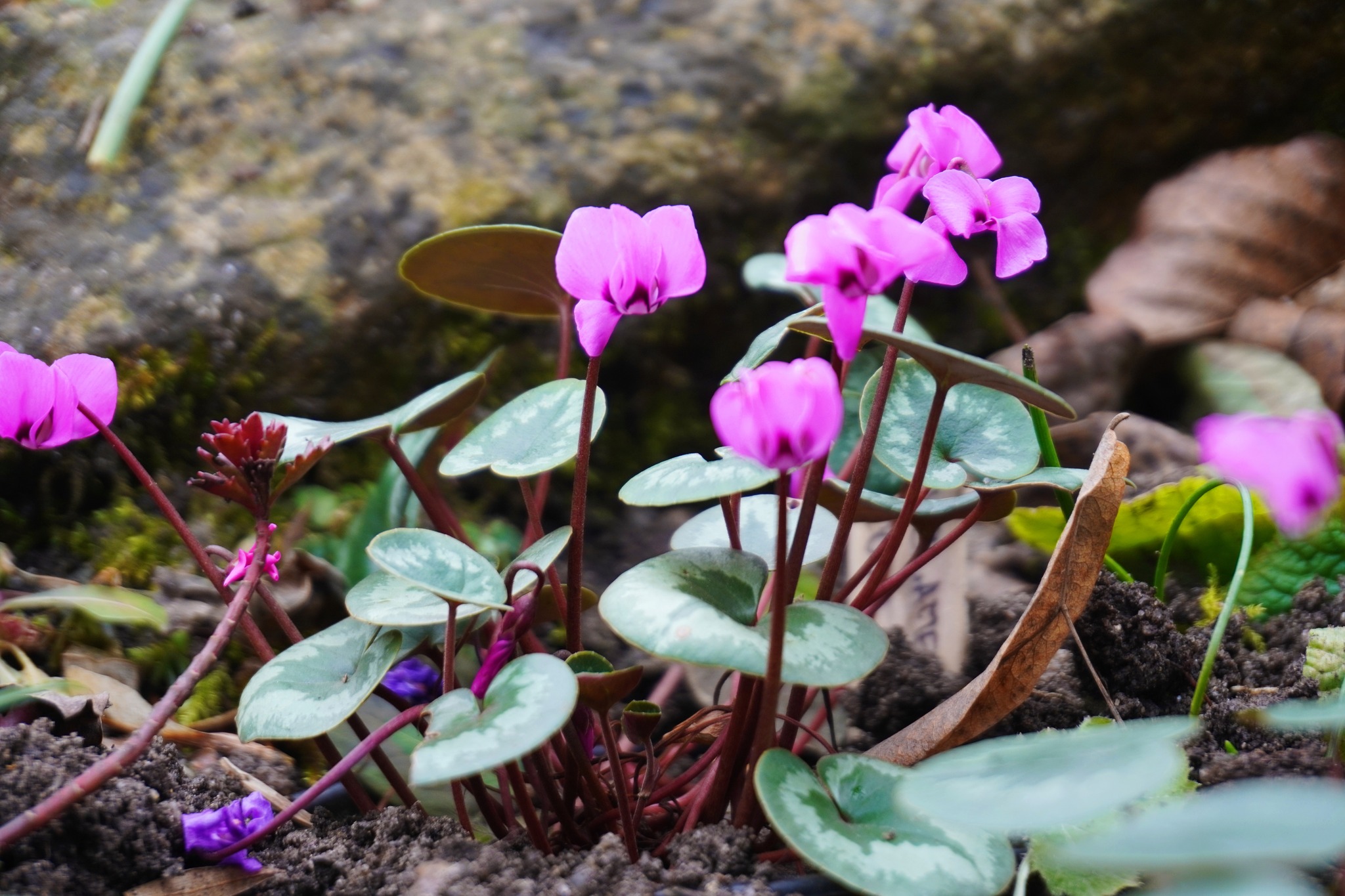 (Foto) La Grădina Botanică din Cluj Napoca, „vestitoarele primăverii” și-au făcut deja apariția: „Câteva plante au decis că e momentul să-și etaleze frumusețea!” 1