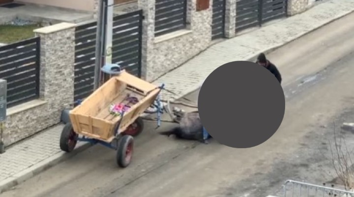 (Video) Cluj: Dosar penal pentru „animalele” care au bătut un cal în Dezmir 1