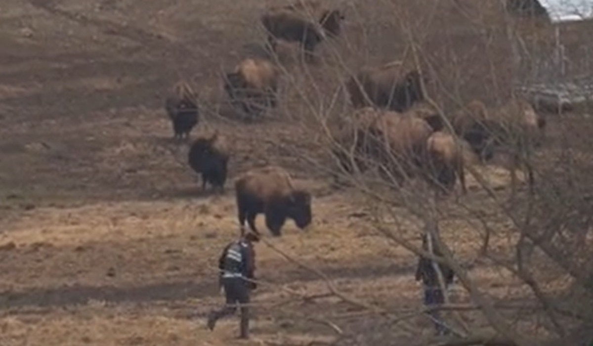Imagini cutremurătoare de la ferma de bizoni și cerbi din Cluj! Animalele, înometate şi lăsate să moară în agonie 1
