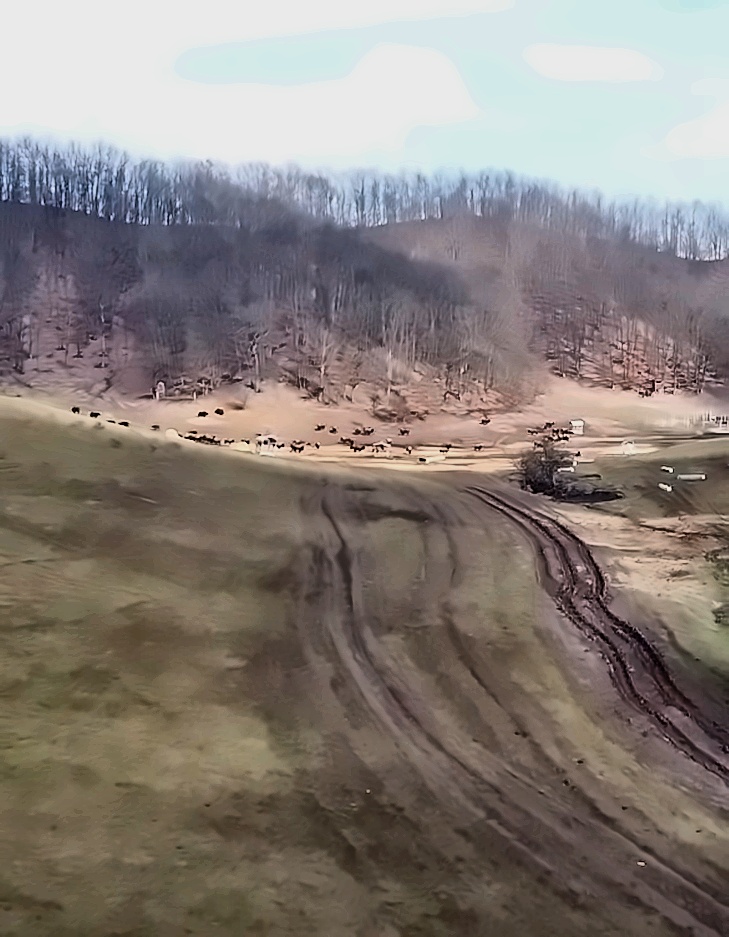 Ferma groazei din Cluj: Alte 25 de cadavre, descoperite la ferma unde animalele au fost lăsate să moară de foame 1