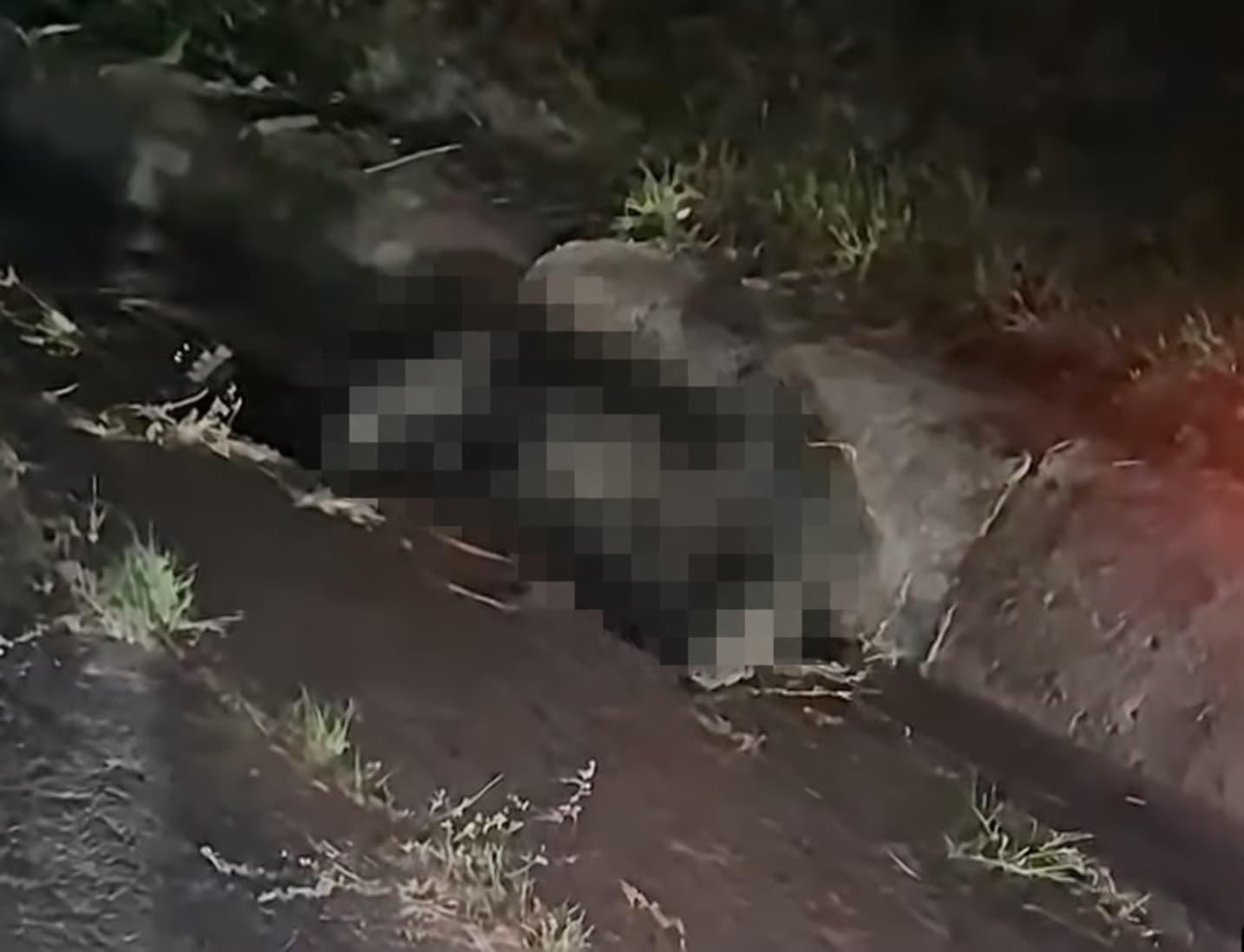 Clujul invadat de urși! Unul a fost lovit mortal pe drum, altul a apărut pe malul lacului Tarnița 1